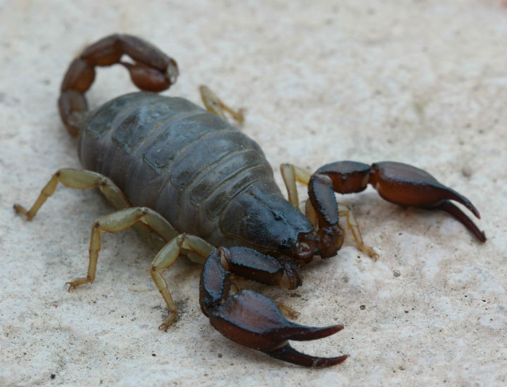 Scorpion